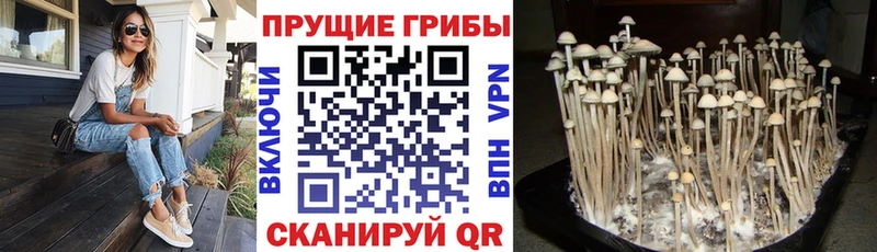 как найти   Котельнич  Галлюциногенные грибы Psilocybe 